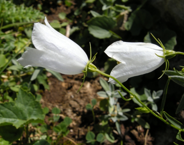 Campanula scheuchzeri / Campanula di Scheuchzer